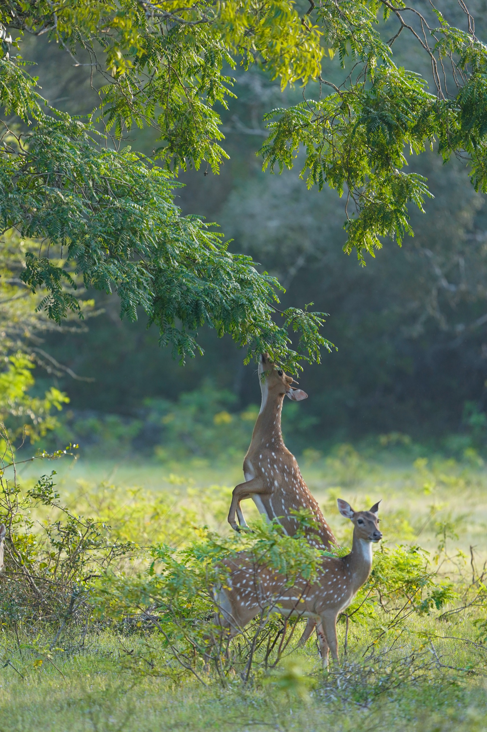 Spotted Deer