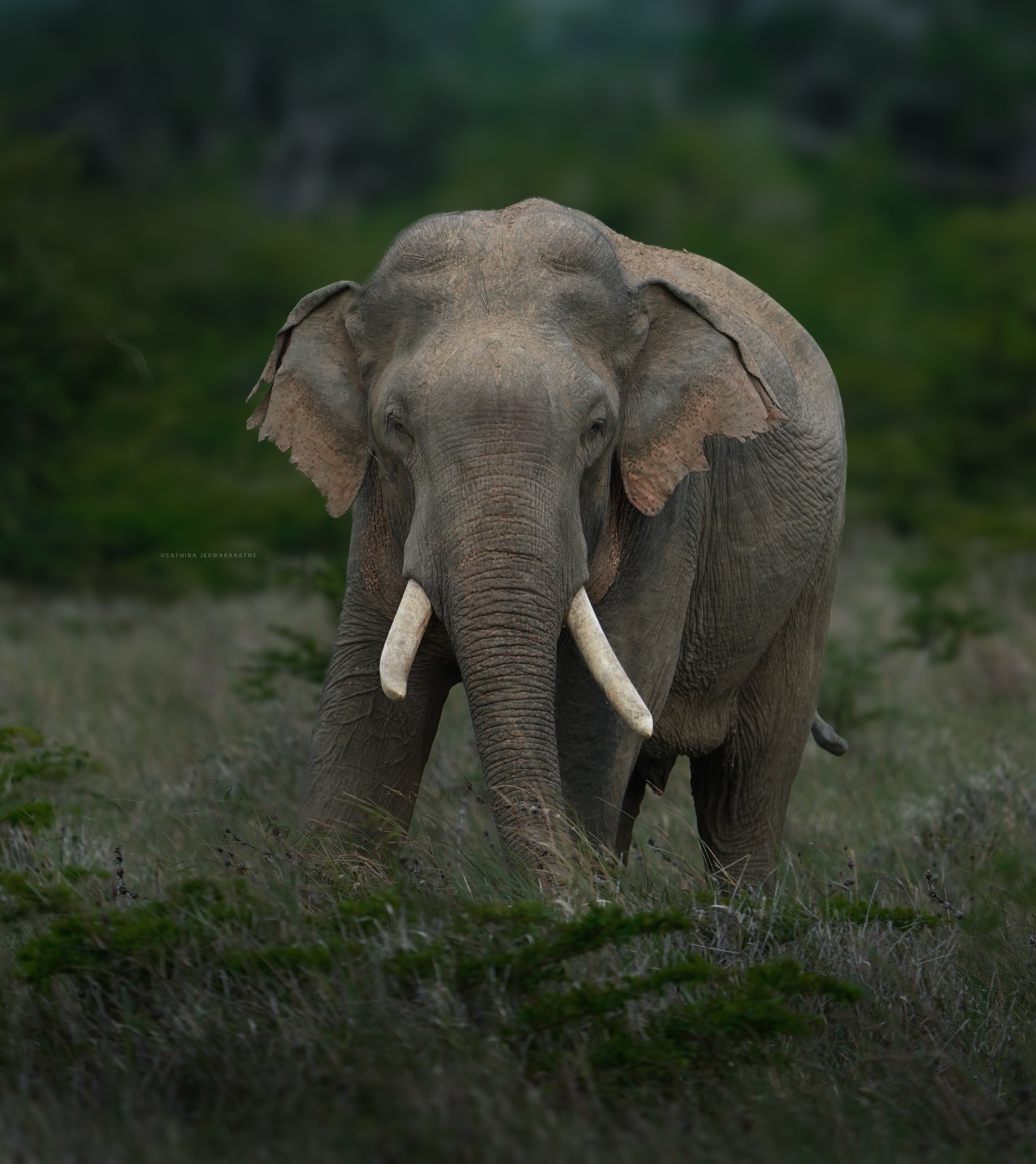 Elephant Family