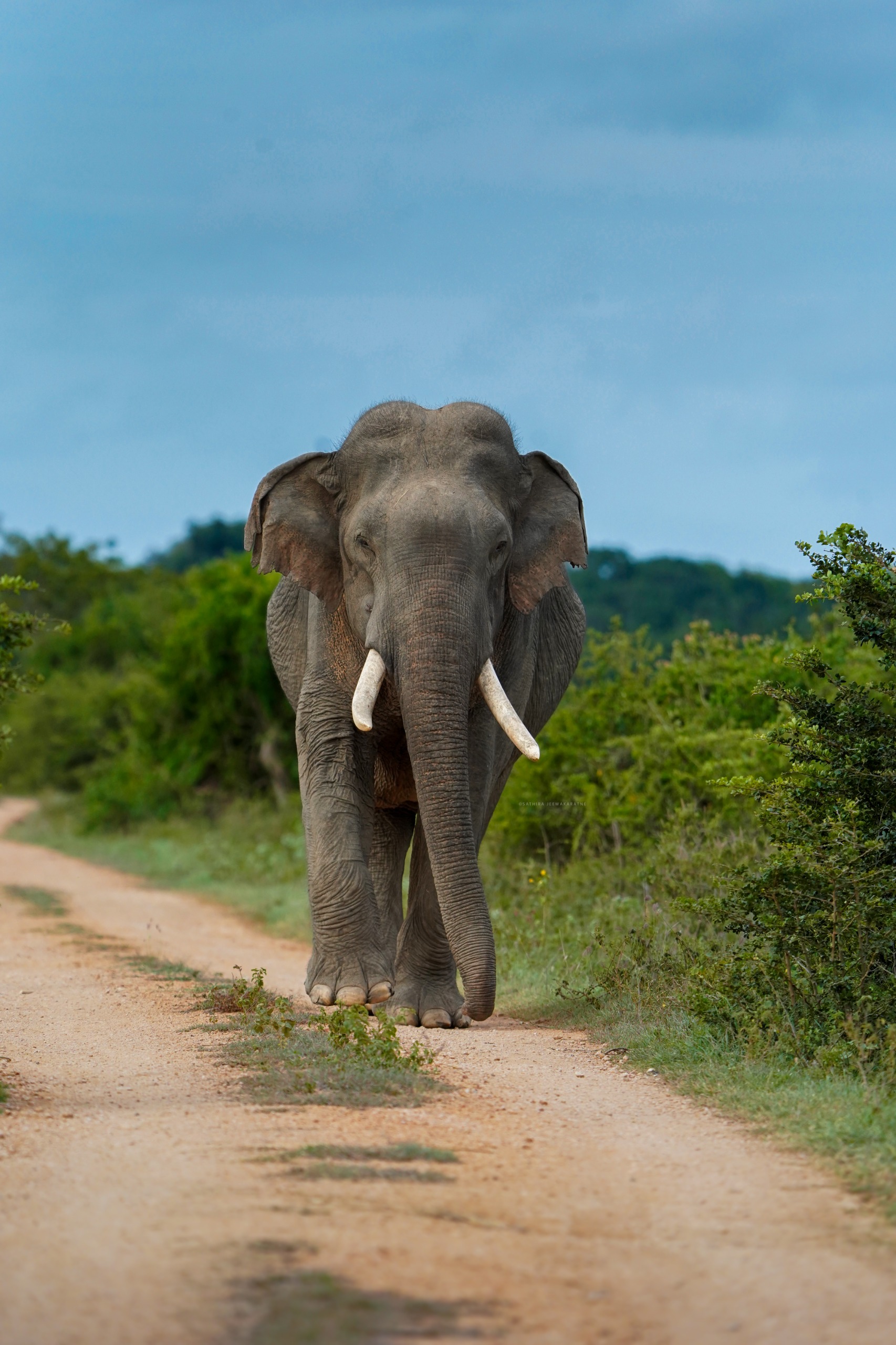 Elephant Portrait