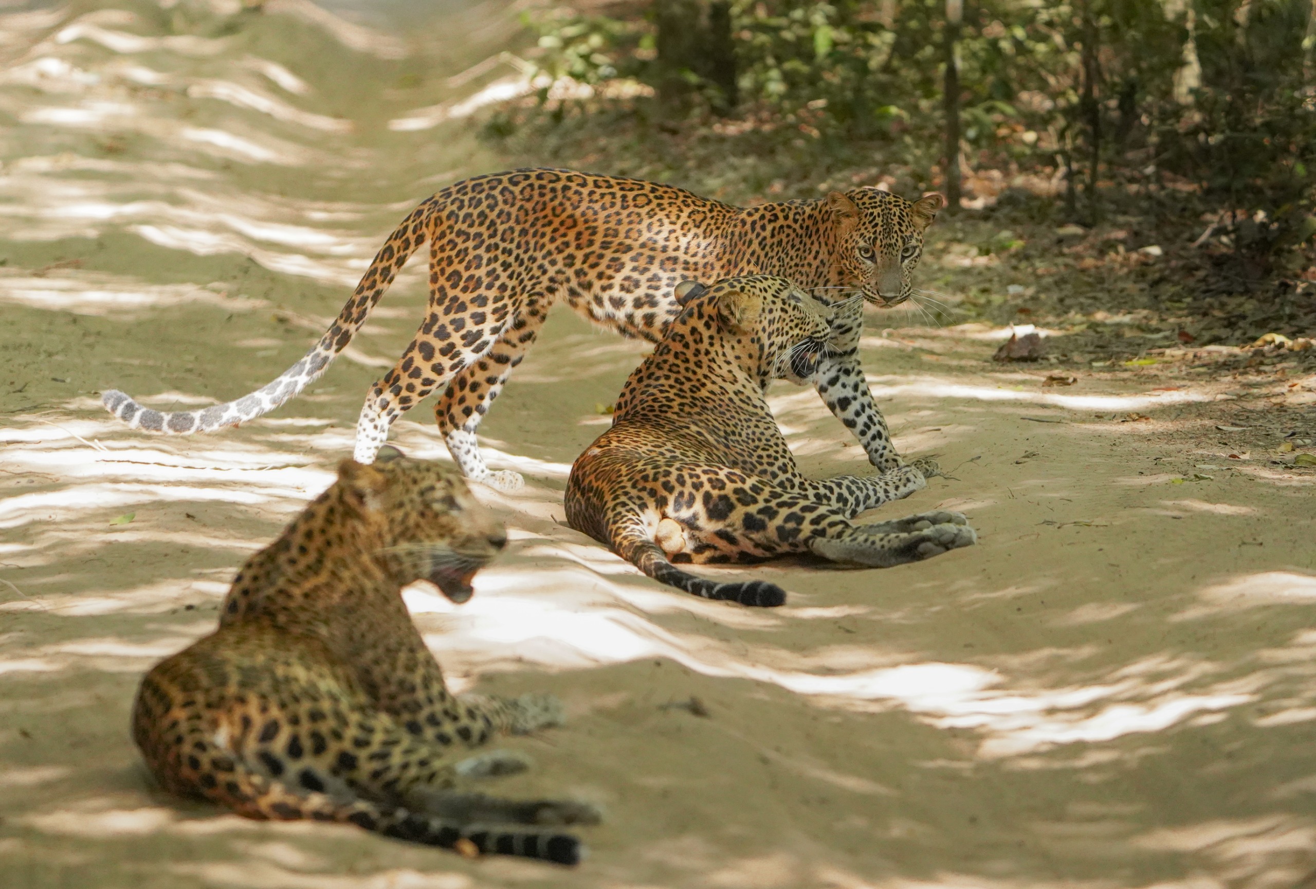 Majestic Leopard