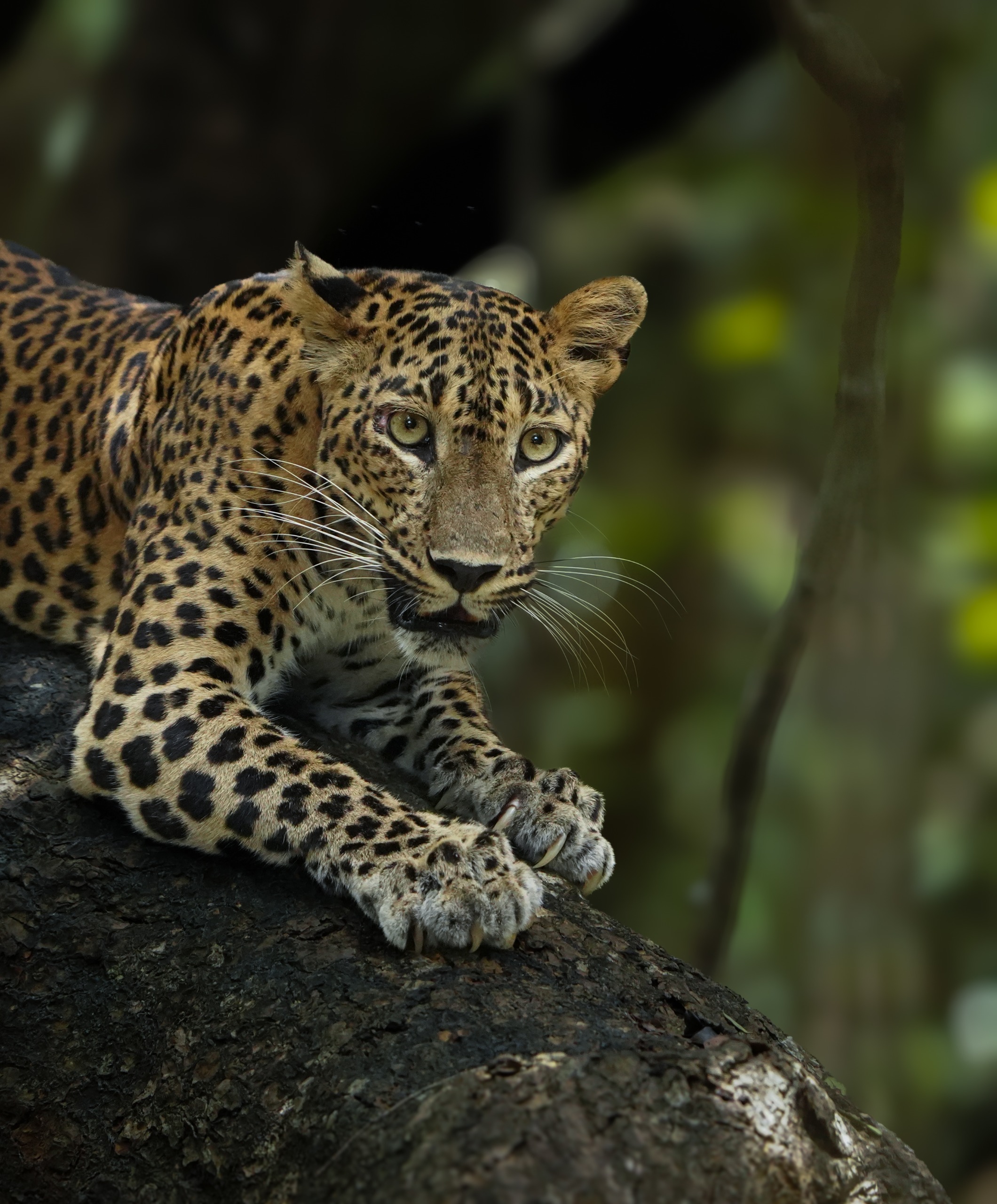 Leopard Gaze