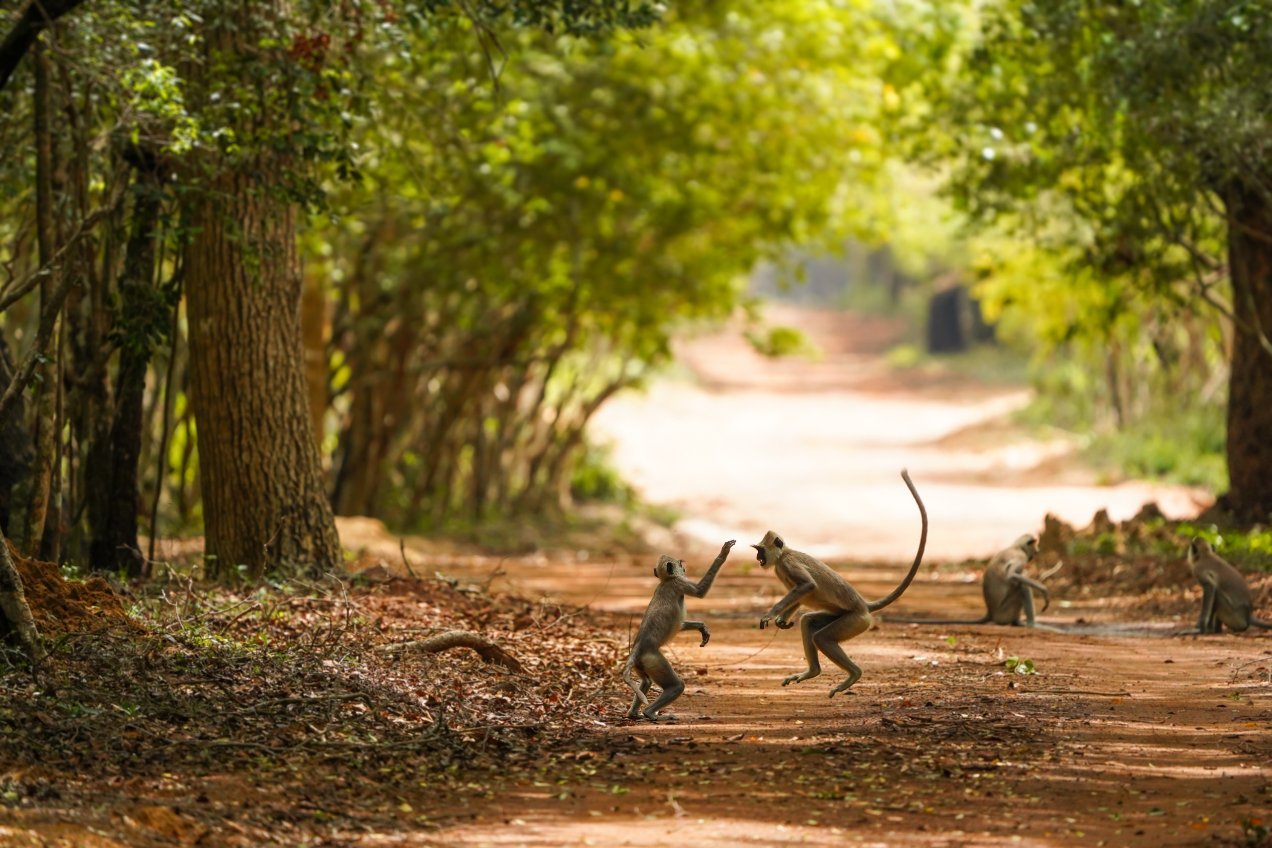 Curious Monkey