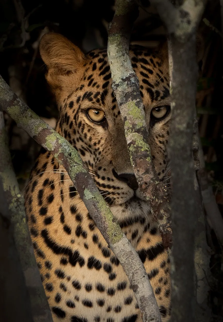 Night Safari